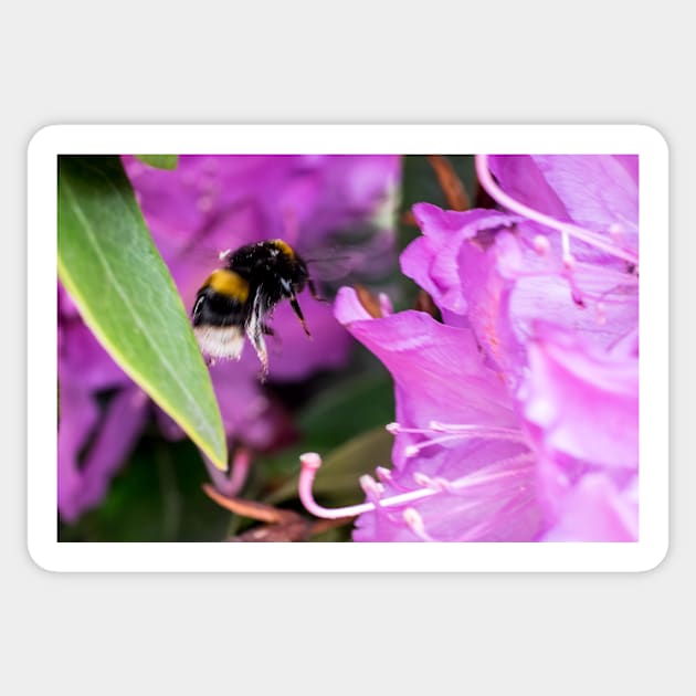 Busy Bee Sticker by RosNapier